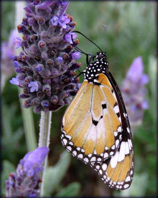 post-231841-0-50208000-1466776312_thumb.