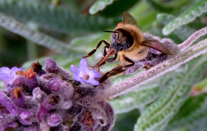 post-231841-0-93332500-1466776550_thumb.