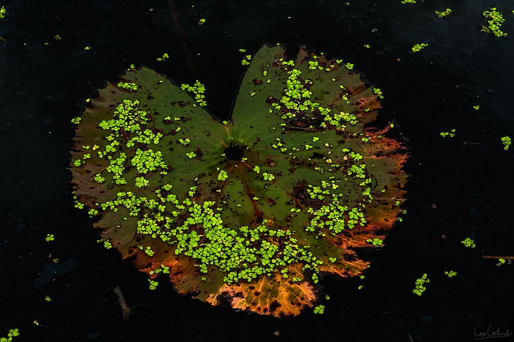 post-242715-0-09501900-1467023168_thumb.