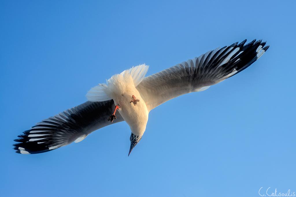 post-242715-0-15745500-1466385456_thumb.