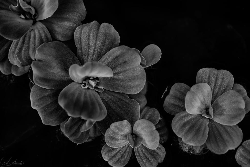 post-242715-0-26090300-1466474156_thumb.