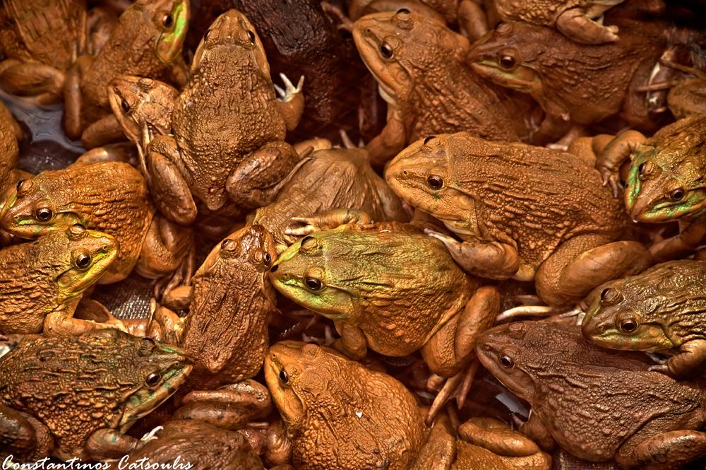 post-242715-0-45070100-1466214371_thumb.