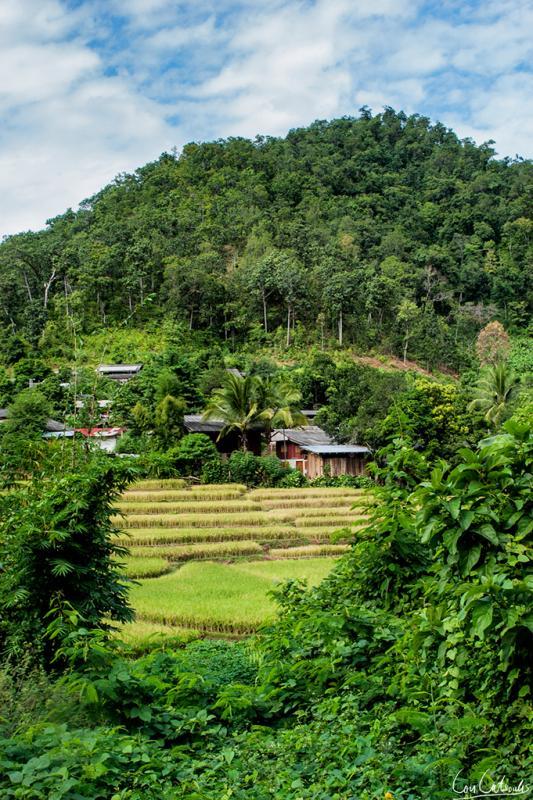 post-242715-0-59845300-1464835554_thumb.