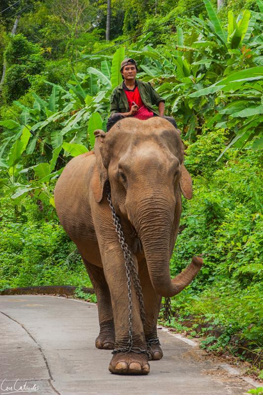 post-242715-0-63527700-1464835947_thumb.