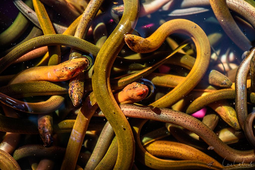 post-242715-0-72151800-1466646515_thumb.