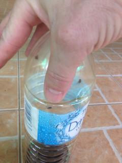 post-258189-14658783756049_thumb.jpg