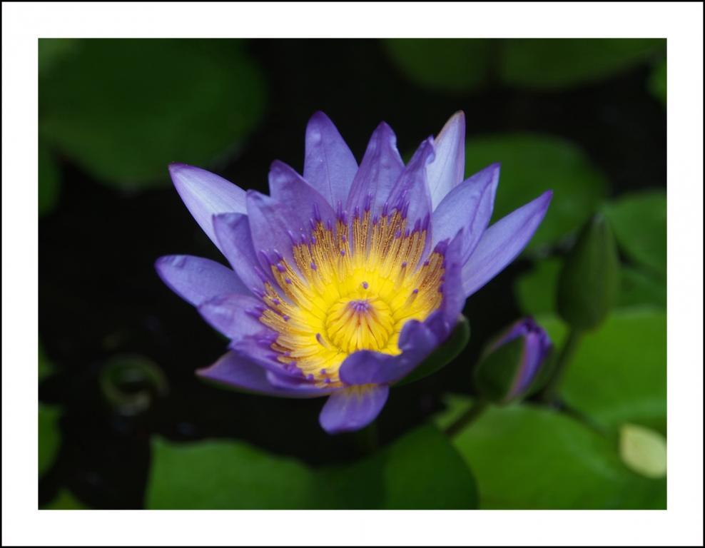 post-41729-0-36716400-1467216987_thumb.j