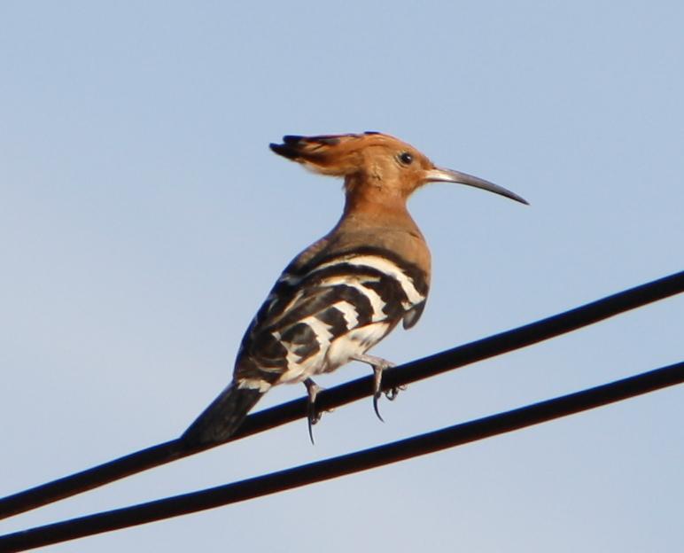 post-59731-0-39655500-1465123488_thumb.j