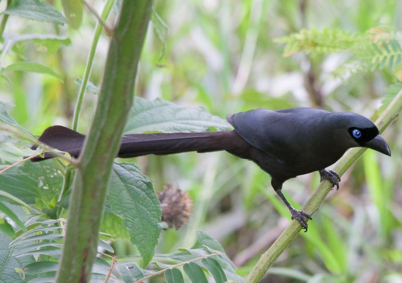 post-59731-0-62178600-1466918091_thumb.j