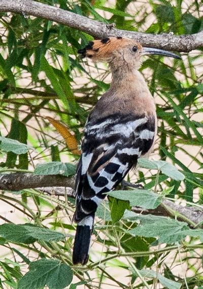 post-59731-0-76738500-1464860662_thumb.j