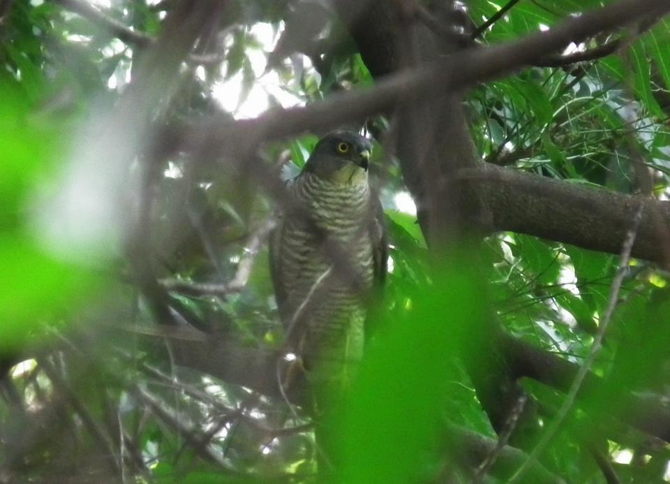 post-91156-0-29876800-1467114497_thumb.j