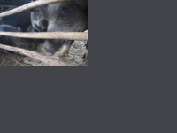post-31633-1247485434_thumb.png