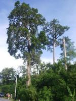 post-108627-060868700 1278165612_thumb.j