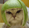 post-18822-081416100 1279431335_thumb.gi