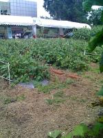 post-37242-039560400 1280163612_thumb.jp