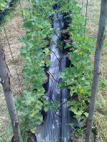 post-37242-040242600 1280163427_thumb.jp