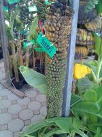 post-37242-068929400 1280163914_thumb.jp