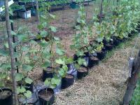 post-37242-070721500 1280163382_thumb.jp