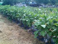 post-37242-087836000 1280163484_thumb.jp