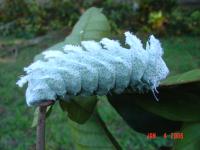 post-29230-0-60185700-1311695769_thumb.j