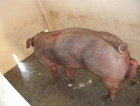 post-109249-0-70063100-1341397588_thumb.