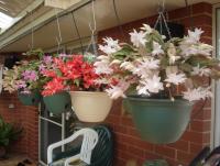 post-140056-0-33626800-1342844098_thumb.