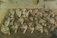 post-18822-0-55867400-1341996652_thumb.j