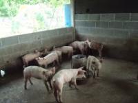 post-32351-0-54761100-1341173952_thumb.j