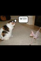 post-41194-0-62791200-1343020091_thumb.j