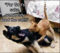 post-78923-0-69264400-1342250258_thumb.p