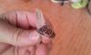 post-111234-13746342103588_thumb.jpg