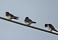 post-12069-0-03338700-1373954134_thumb.j