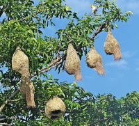 post-12069-0-04695300-1374619346_thumb.j