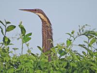 post-12069-0-07121000-1373437566_thumb.j