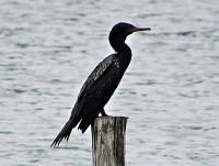 post-12069-0-29471500-1374706870_thumb.j