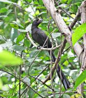 post-12069-0-31547700-1375230737_thumb.j