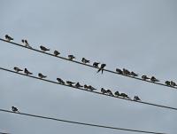 post-12069-0-35074000-1373954075_thumb.j