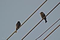 post-12069-0-35783400-1373170938_thumb.j