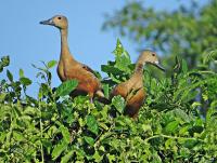 post-12069-0-48585600-1372853179_thumb.j