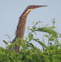 post-12069-0-50478900-1373437294_thumb.j