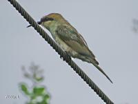 post-12069-0-68142400-1373171217_thumb.j