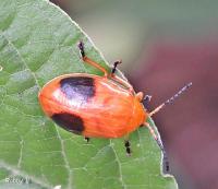 post-12069-0-86885300-1374208028_thumb.j