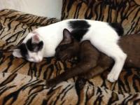 post-157118-0-32422300-1373290764_thumb.