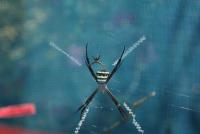 post-25023-0-45760400-1373068245_thumb.j