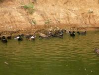 post-32351-0-06333300-1375288400_thumb.j