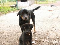 post-32351-0-20269100-1373352270_thumb.j