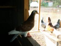 post-32351-0-26473300-1373324946_thumb.j