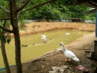 post-32351-0-81539500-1375288353_thumb.j