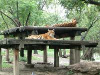 post-42592-0-85503300-1374806253_thumb.j