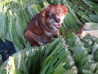 post-70928-0-21010600-1372970096_thumb.j